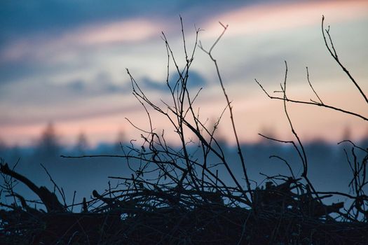 Shallow focus shot of a silhouette of branches and twigs at sunset