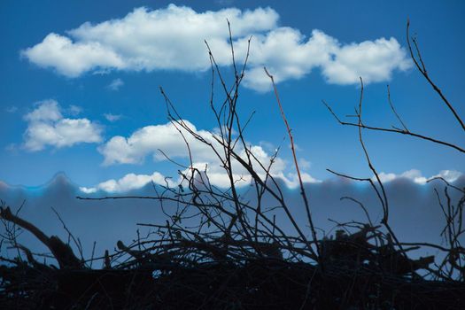 Shallow focus shot of a silhouette of branches and twigs against a blue sky as a composing