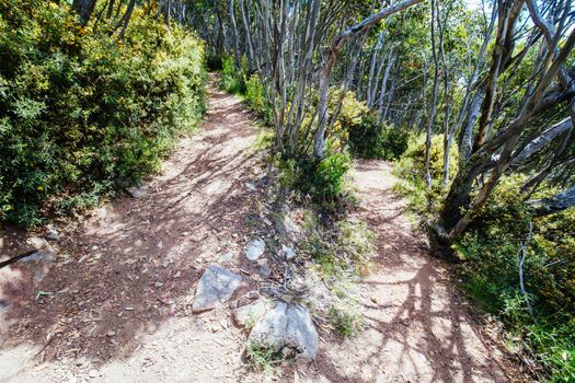 The famous Medusa trail during summer at Mt Buller in Victoria, Australia