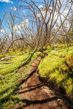 Misty Twist trail during summer at Mt Buller in Victoria, Australia