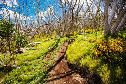 Misty Twist trail during summer at Mt Buller in Victoria, Australia