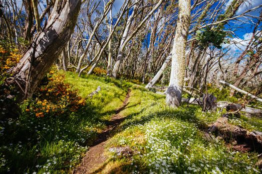 Misty Twist trail during summer at Mt Buller in Victoria, Australia