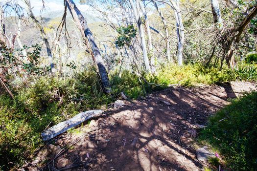 The famous 'Sleepy Hollow' corner on Gang Gangs trail during summer at Mt Buller in Victoria, Australia