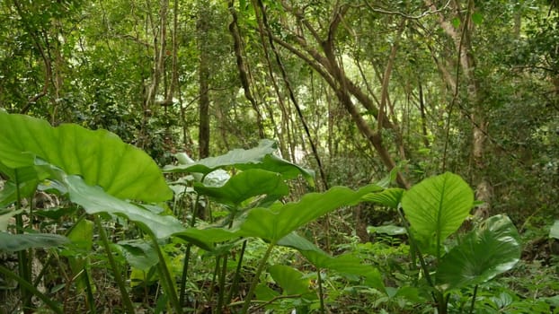 Green plants in jungle. Various tropical green plants growing in woods on sunny day in nature. Magical scenery of rainforest. Wild vegetation, monsteras and lianas deep in tropical forest drone view.