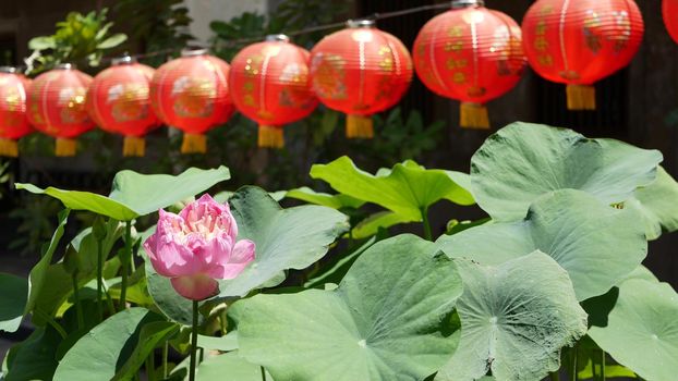 Red paper lanterns hanging in temple yard on sunny day between juicy greenery in oriental country. traditional chinese new year decoration. Pink lotus flower with green leaves as symbol of Buddhism