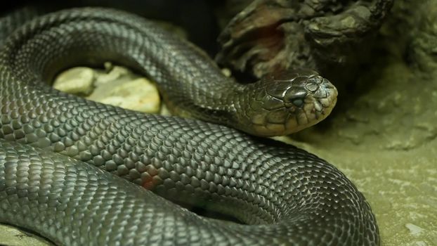 Majestic poisonous snake with dark skin. Beautiful Monocled king cobra with black skin on rock in terrarium cage.