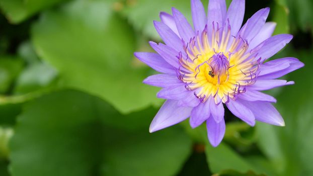 Floating water lilies in pond. From above of green leaves with violet water lily flowers floating in tranquil water. symbol of buddhist religion on sunny day. Floral background