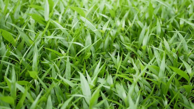 Detail leaves of green field. Field of small leaves of fresh green grass.