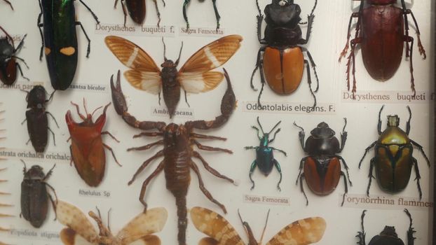 Collection of different insect pinned on canvas. Entomological collection of exotic beetles pinned on canvas with names of species.