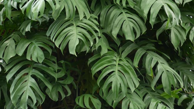 Juicy exotic tropical monstera leaves texture backdrop, copyspace. Lush foliage, greenery in paradise garden. Abstract natural dark green jungle vegetation background pattern, wild summer rain forest