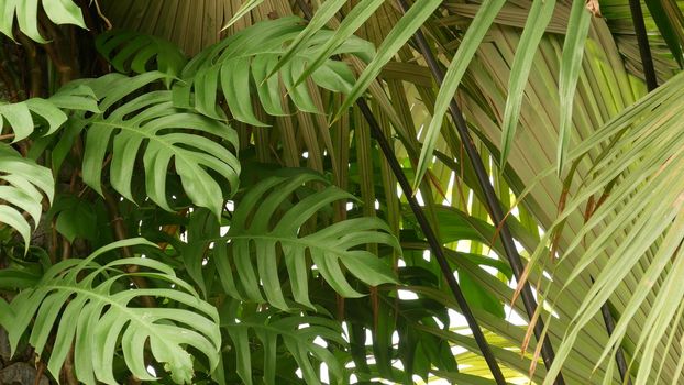 Juicy exotic tropical monstera leaves texture backdrop, copyspace. Lush foliage, greenery in paradise garden. Abstract natural dark green jungle vegetation background pattern, wild summer rain forest