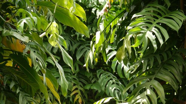 Juicy exotic tropical monstera leaves texture backdrop, copyspace. Lush foliage, greenery in paradise garden. Abstract natural dark green jungle vegetation background pattern, wild summer rain forest