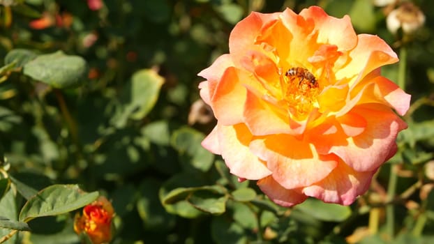 English roses garden. Rosarium Floral background. Tender flowers Blooming, honey bee collects pollen. Close-up of rosary flower bed. Flowering bush, selective focus with insects and delicate petals