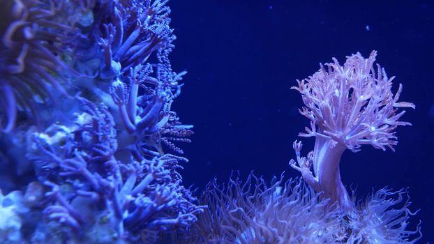 Soft corals in aquarium. Closeup Anthelia and Euphyllia corals in clean blue water. marine underwater life. Violet natural background, copy space selective focus, endangered species, global warming