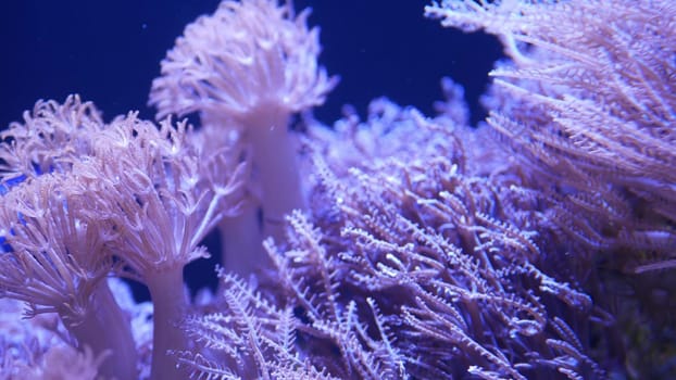 Soft corals in aquarium. Closeup Anthelia and Euphyllia corals in clean blue water. marine underwater life. Violet natural background, copy space selective focus, endangered species, global warming