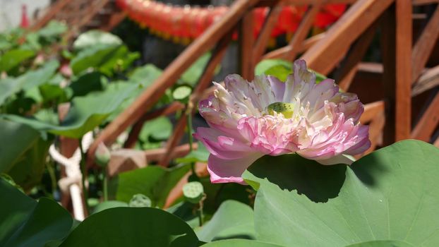 Pink lotus flower with green leaves in pond. Beautiful partly white lotus flower as symbol of Buddhism floating on pond water on sunny day. Buddhist religion. Floral background