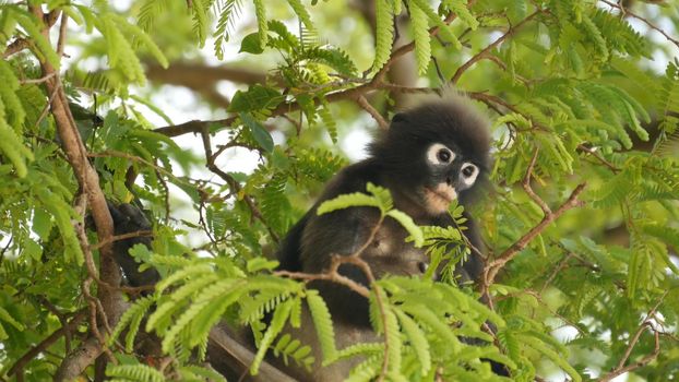 Cute spectacled leaf langur, dusky monkey on tree branch amidst green leaves in Ang Thong national park in natural habitat. Wildlife of endangered species of animals. Environment conservation concept.