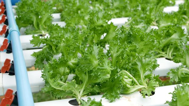 Rows of fresh juicy plants growing on modern ecological hydroponic farm, garden beds. Concept of healthy, eco friendly balanced diet rich in vitamins. Agricultural technologies, go green innovations