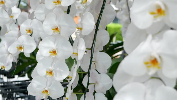 Delicate white elegant orchid flowers with yellow centers in sunlight. Close up macro of tropical petals in spring garden. Abstract natural exotic background with copy space. Floral blossom pattern