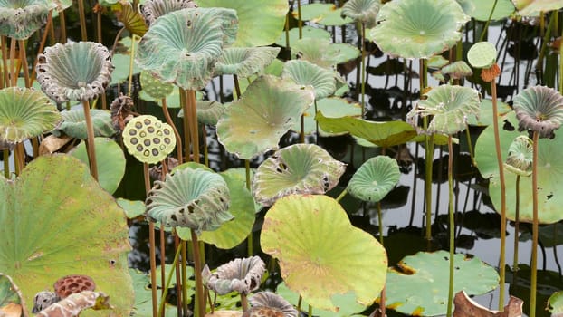 From above green yellow lotus leaves on tall stem and seeds in gloomy water. Lake, pond or swamp. Buddist symbol. Exotic tropical leaves texture. Abstract natural dark vegetation background pattern