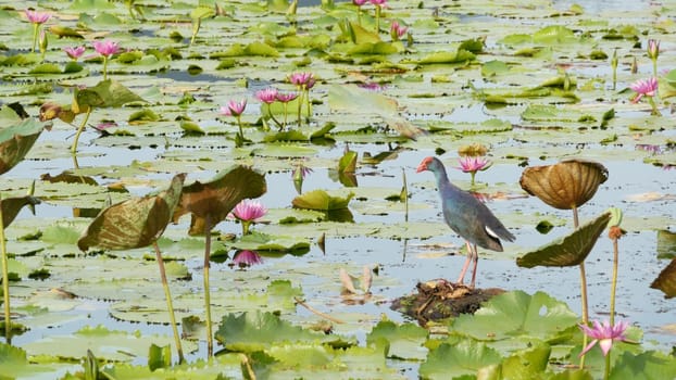 Western swamphen on lake with water lilies, pink lotuses in gloomy water reflecting birds. Migratory birds in the wild. Exotic tropical pond. Environment conservation, endangered species