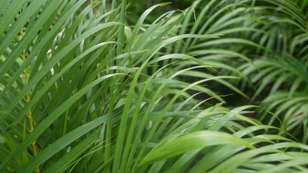 Bright juicy exotic tropical greenery in jungle. Selective focus natural organic background, unusual plant foliage. Calm relaxing wild paradise rainforest abstract fresh leaves texture, bokeh. Ecology