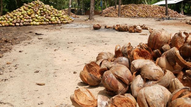 Coconut farm with big coconut ready for production. Large piles of ripe sorted coconuts for production of oil and pulp on coconut farm in Samui Thailand.