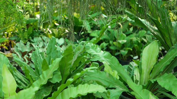 Bright juicy exotic tropical greenery in jungle. Selective focus natural organic background, unusual plant foliage. Calm relaxing wild paradise rainforest abstract fresh leaves texture, bokeh. Ecology