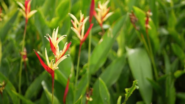 Orange and yellow heliconia, Strelitzia, Bird of Paradise macro close-up, green leaves in background. Paradise tropical exotic flower blooming in rainforest or garden. Soft selective focus, copy space