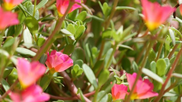 Pink flowers growing in garden. Beautiful pink flowers growing on green flowerbed on sunny day in park in summer.