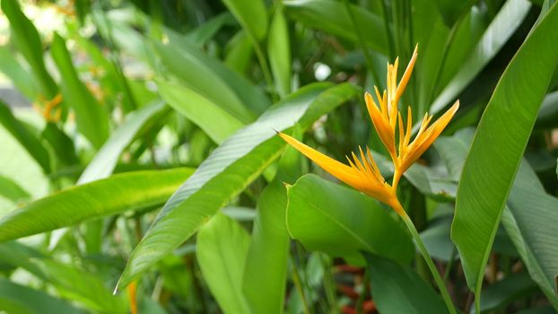 Orange and yellow heliconia, Strelitzia, Bird of Paradise macro close-up, green leaves in background. Paradise tropical exotic flower blooming in rainforest or garden. Soft selective focus, copy space