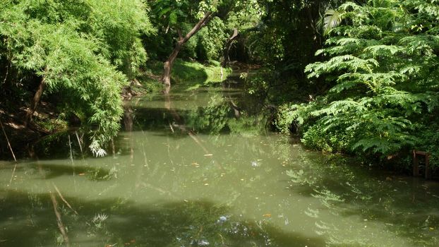 Calm pond in green park. Green trees growing on shores of peaceful lake with muddy water on sunny summer day in park in Asia.