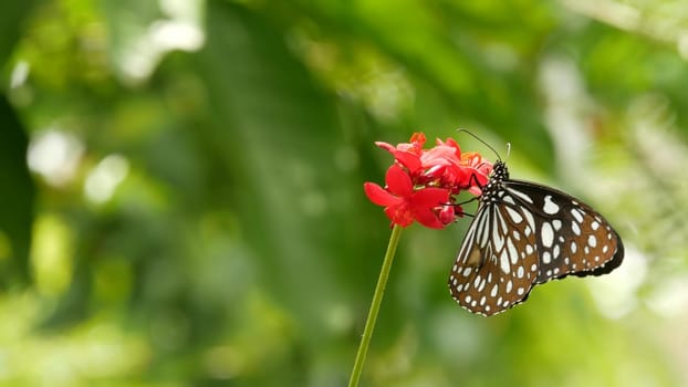 Tropical exotic butterfly in jungle rainforest sitting on green leaves, macro close up. Spring paradise, lush foliage natural background, defocused greenery in the woods. Fresh sunny romantic garden.