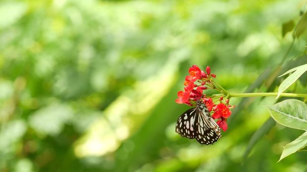 Tropical exotic butterfly in jungle rainforest sitting on green leaves, macro close up. Spring paradise, lush foliage natural background, defocused greenery in the woods. Fresh sunny romantic garden.