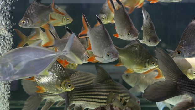 Diversity of tropical fishes in exotic decorative aquarium. Assortment in chatuchak fish market pet shops. Close up of colorful pets displayed on stall. Variety for sale on counter, trading on bazaar