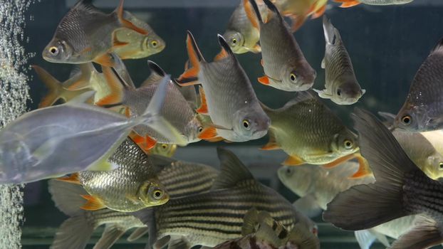 Diversity of tropical fishes in exotic decorative aquarium. Assortment in chatuchak fish market pet shops. Close up of colorful pets displayed on stall. Variety for sale on counter, trading on bazaar