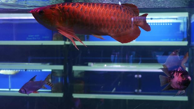 Diversity of tropical fishes in exotic decorative aquarium. Assortment in chatuchak fish market pet shops. Close up of colorful pets displayed on stall. Variety for sale on counter, trading on bazaar