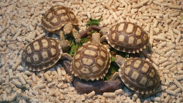 Small tortoises on pet market. From above little tortoises being kept in captivity on Chatuchak pets Market in Bangkok, Thailand.