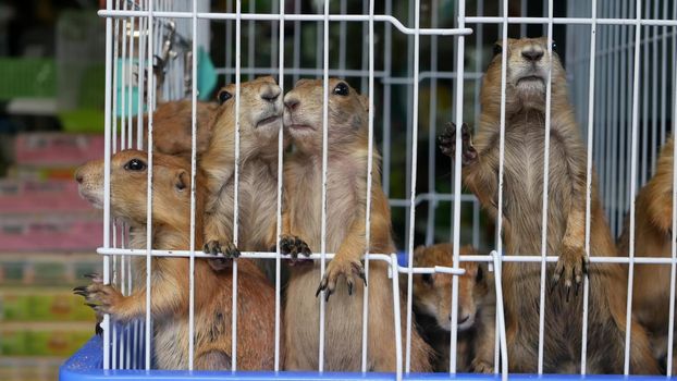 Unhappy cute prairie dog cub suffering, cage on market. Pets for sale. Depressed groundhog asking for food. Funny paws looking for help. Animals standing behind bars. Caged hog family with sad eyes