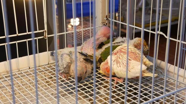 Parrot chicks in cages on pet market. From above birds being kept in small cage on Chatuchak Market in Bangkok, Thailand.