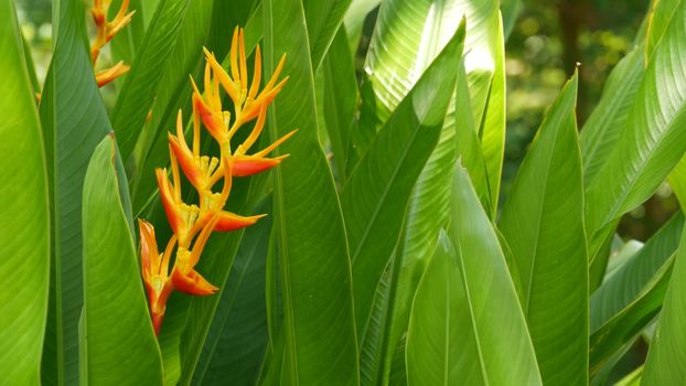 Blurred close up macro of colorful tropical flower in spring garden with tender petals among sunny lush foliage. Abstract natural exotic background with copy space. Floral blossom and leaves pattern.