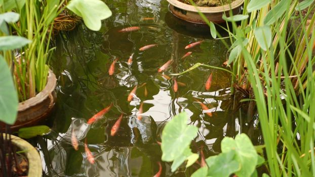 Natural greenery background. Vibrant Colorful Japanese Koi Carp fish swimming in traditional garden lake or pond. Chinese Fancy Carps under water surface. Oriental symbols of fortune and good luck