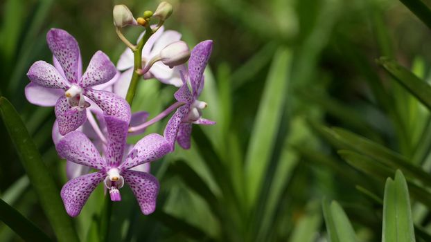 Blurred macro close up, colorful tropical orchid flower in spring garden, tender petals among sunny lush foliage. Abstract natural exotic background with copy space. Floral blossom and leaves pattern.