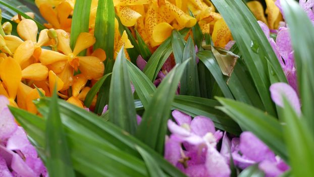 Blurred macro close up, colorful tropical orchid flower in spring garden, tender petals among sunny lush foliage. Abstract natural exotic background with copy space. Floral blossom and leaves pattern.