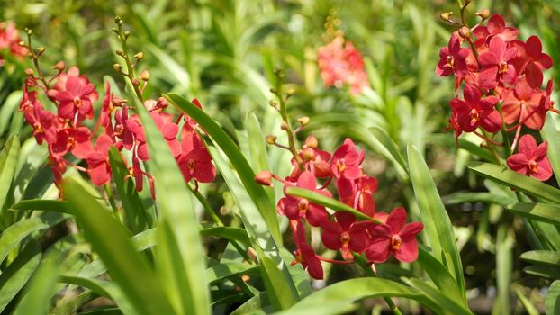 Blurred macro close up, colorful tropical orchid flower in spring garden, tender petals among sunny lush foliage. Abstract natural exotic background with copy space. Floral blossom and leaves pattern.