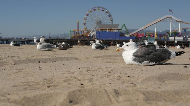 Sea gulls on sunny sandy california beach, classic ferris wheel in amusement park on pier in Santa Monica pacific ocean resort. Summertime iconic view, symbol of Los Angeles, CA USA. Travel concept.