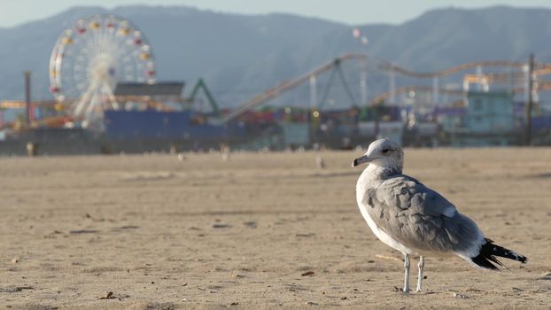 Sea gulls on sunny sandy california beach, classic ferris wheel in amusement park on pier in Santa Monica pacific ocean resort. Summertime iconic view, symbol of Los Angeles, CA USA. Travel concept.