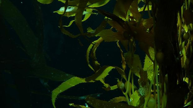 Light rays filter through a Giant Kelp forest. Macrocystis pyrifera. Diving, Aquarium and Marine concept. Underwater close up of swaying Seaweed leaves. Sunlight pierces vibrant exotic Ocean plants.