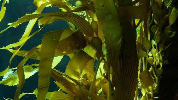 Light rays filter through a Giant Kelp forest. Macrocystis pyrifera. Diving, Aquarium and Marine concept. Underwater close up of swaying Seaweed leaves. Sunlight pierces vibrant exotic Ocean plants.