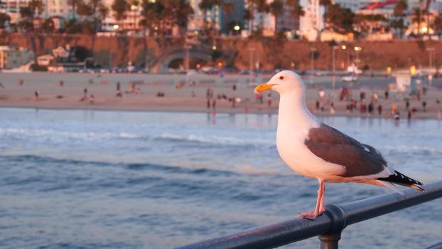 California summertime beach aesthetic, pink sunset. Cute funny sea gull on pier railing. Ocean waves, defocused people and beachfront weekend houses. Purple sundown, Santa Monica Los Angeles CA USA.